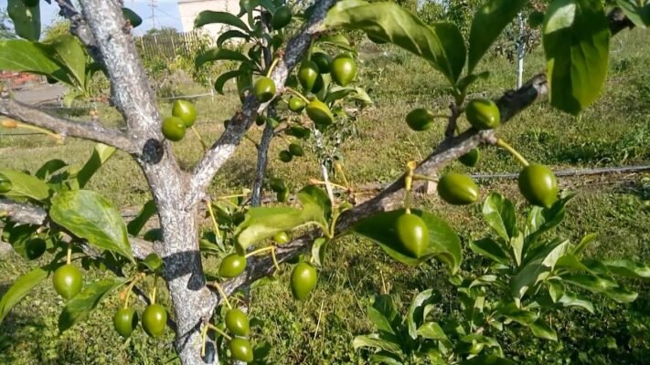 Ефективний захист сливи від шкідників та хвороб: поради та методи