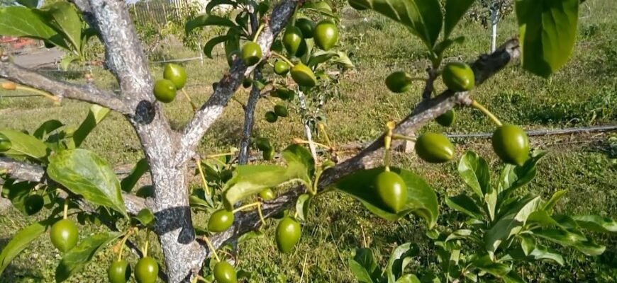 Ефективний захист сливи від шкідників та хвороб: поради та методи