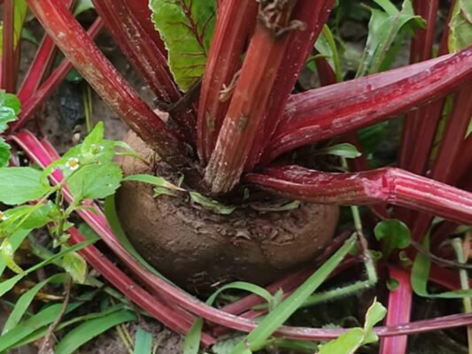 Ефективний захист столового буряка від поширених захворювань