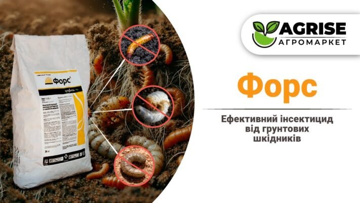 Ефективний захист вашого дому: Як провести форс від шкідників?