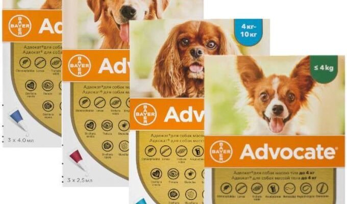 Ефективний захист від бліх: як обрати надійного адвоката для вашого пса