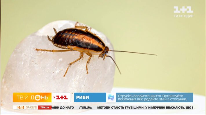 Ефективний засіб фіпроніл: як позбутися тарганів назавжди