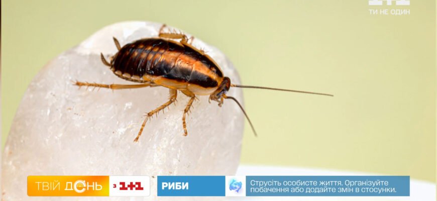 Ефективний засіб фіпроніл: як позбутися тарганів назавжди