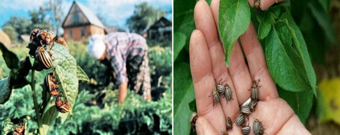 Колорадський жук народна медицина
