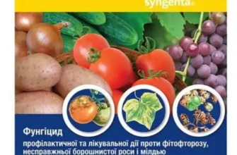 Ефективний засіб від фітофтори картоплі: як захистити свій урожай