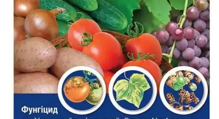 Ефективний засіб від фітофтори картоплі: як захистити свій урожай