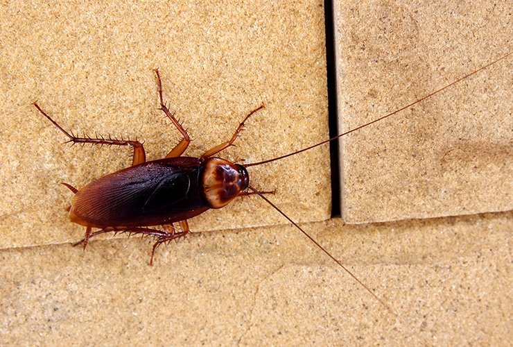 Як позбутися тарганів природніми методами