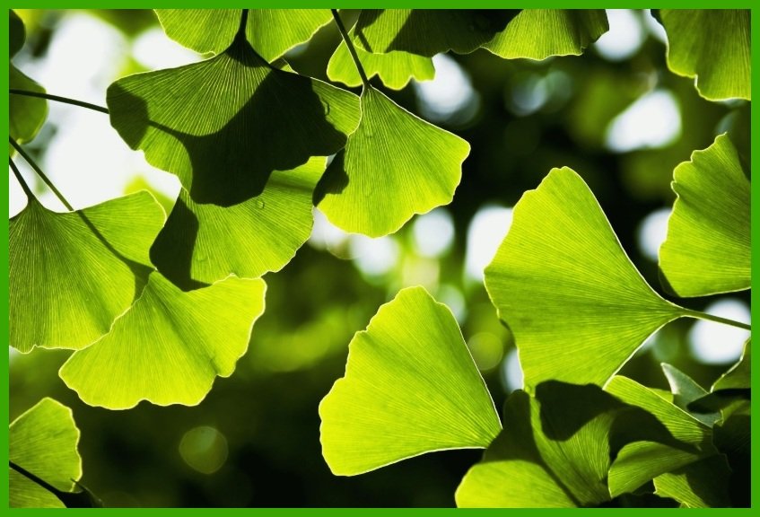 Листя гінкго білоба: як правильно збирати (відео)