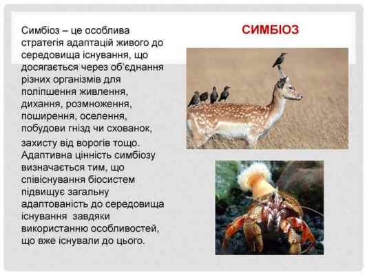 H1: Симбіоз: Пояснення та основні причини для існування симбіотичних відносин