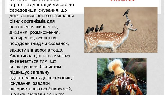 H1: Симбіоз: Пояснення та основні причини для існування симбіотичних відносин