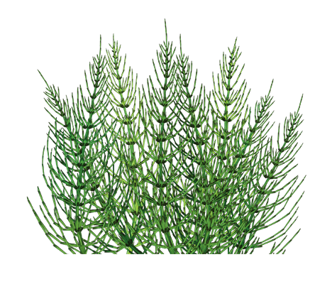 Хвощ польовий: корисні властивості та застосування в медицині