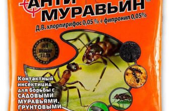 Інсектицид від мурах: ефективний захист вашого дому від шкідників