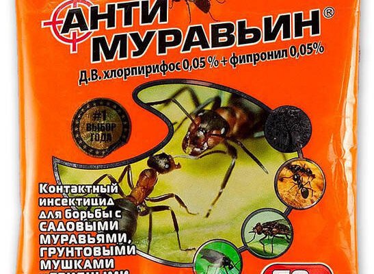 Інсектицид від мурах: ефективний захист вашого дому від шкідників