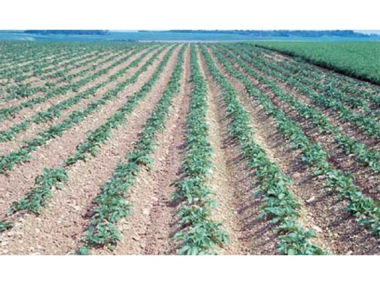 Інструкція: як ефективно використати Ураган для боротьби з бур’янами