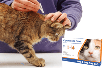 Інструкція з використання крапель від бліх для котів: поради та рекомендації