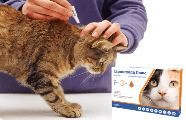 Інструкція з використання крапель від бліх для котів: поради та рекомендації