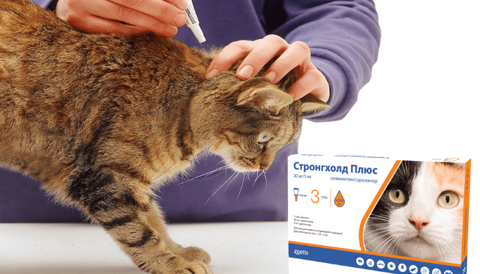 Інструкція з використання крапель від бліх для котів: поради та рекомендації