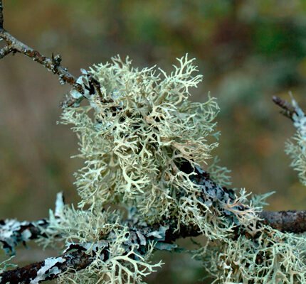 Ісландський мох: корисні властивості та застосування для здоров’я