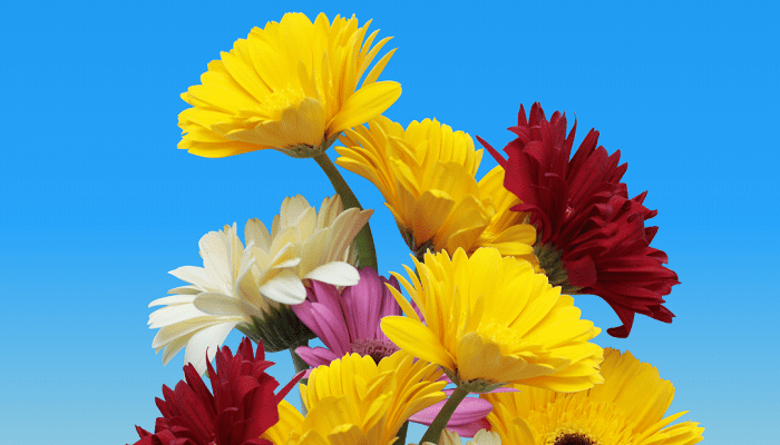 Картинки з Днем народження: яскраві привітання для ваших близьких