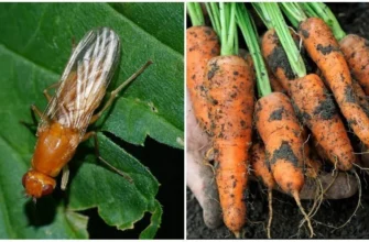 Коли й чим кропити моркву від морквяної мухи: поради та рекомендації