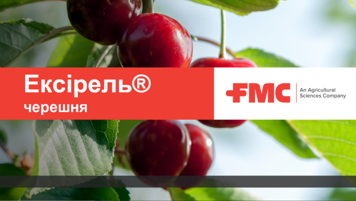 Коли обробляти черешню від вишневої мухи: поради та рекомендації