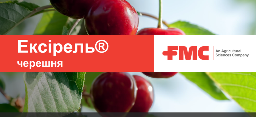 Коли обробляти черешню від вишневої мухи: поради та рекомендації