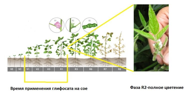 Коли та як ефективно кропити сою від бур’янів: ключові поради