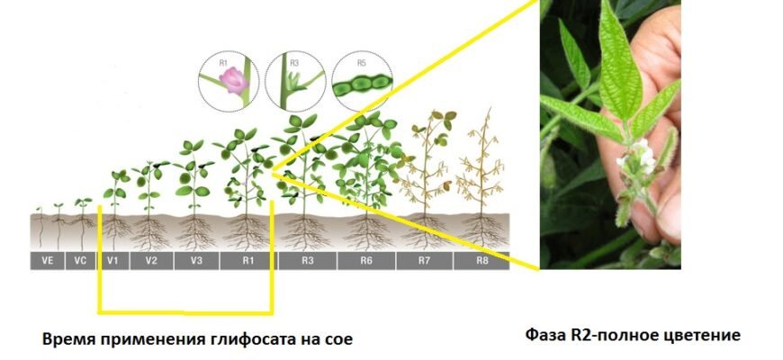 Коли та як ефективно кропити сою від бур’янів: ключові поради