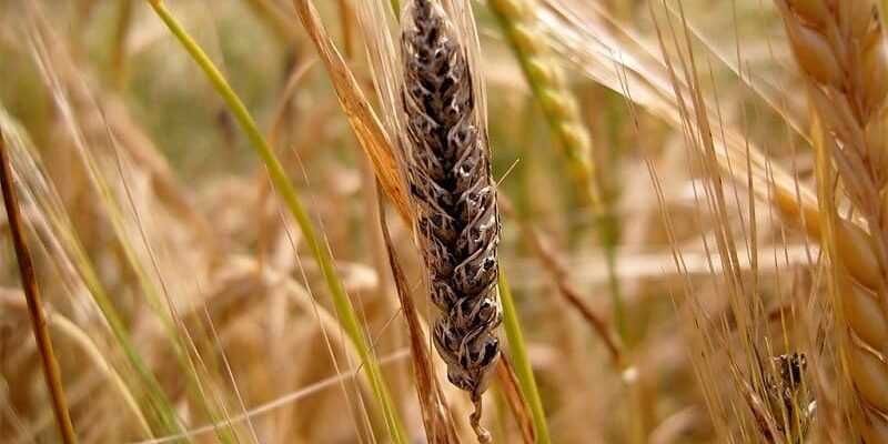Коли та як ефективно обробляти пшеницю від сажки: поради агрономів