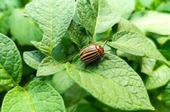 Коли та як правильно обробляти картоплю від жуків: поради та терміни