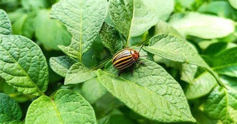 Коли та як правильно обробляти картоплю від жуків: поради та терміни