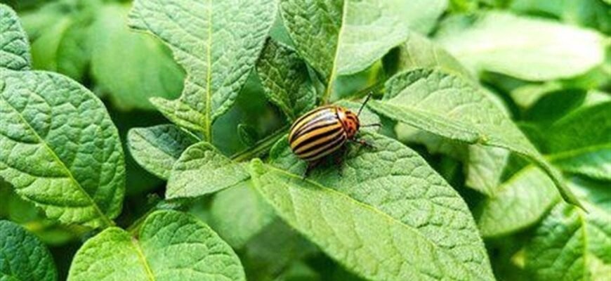 Коли та як правильно обробляти картоплю від жуків: поради та терміни