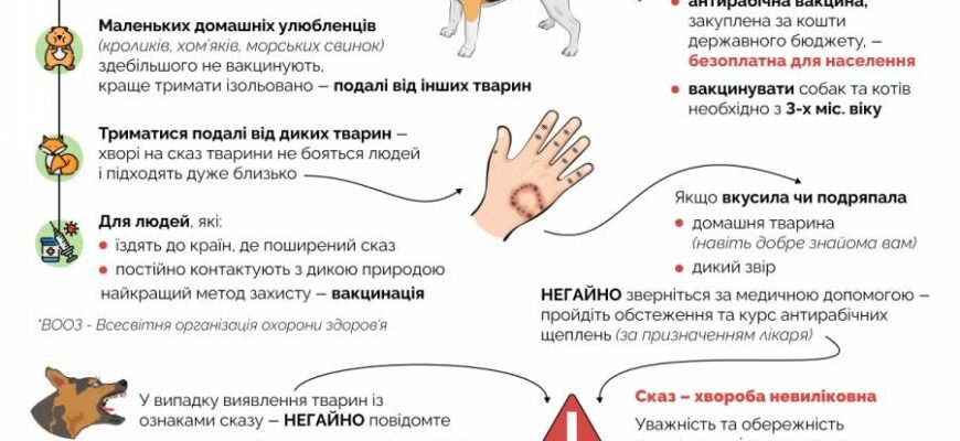 Коли та як робити щеплення від сказу для собак: покрокова інструкція