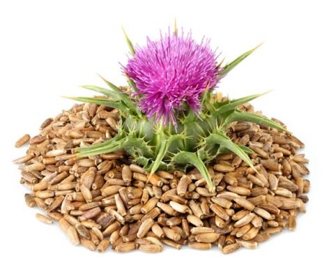 Користь розторопші: Від чого допомагає та як застосовувати ефективно