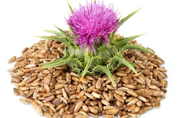 Користь розторопші: Від чого допомагає та як застосовувати ефективно