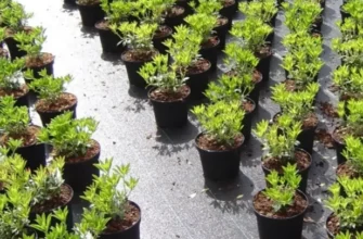 Купити агротканину від бур’янів: найкращі рішення для вашого саду та городу