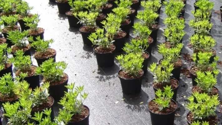 Купити агротканину від бур’янів: найкращі рішення для вашого саду та городу