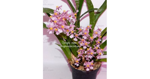 Орхiдея Onc. Ornithorhynchum - купити, доставка Україна