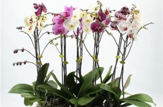 Купити орхідеї оптом від виробника: найкращі пропозиції онлайн