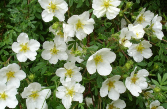 Лапчатка біла: від яких хвороб допомагає цей природний засіб?