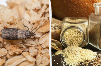 Лавандові рішення: ефективний захист від молі в оселі природним шляхом