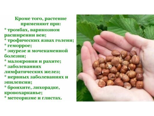 Ліщина: користь, властивості та чим допомагає вашому здоров’ю