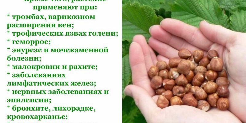 Ліщина: користь, властивості та чим допомагає вашому здоров’ю