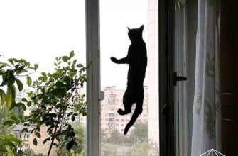 Надійні методи захисту вікон від допитливих котів: поради та рішення