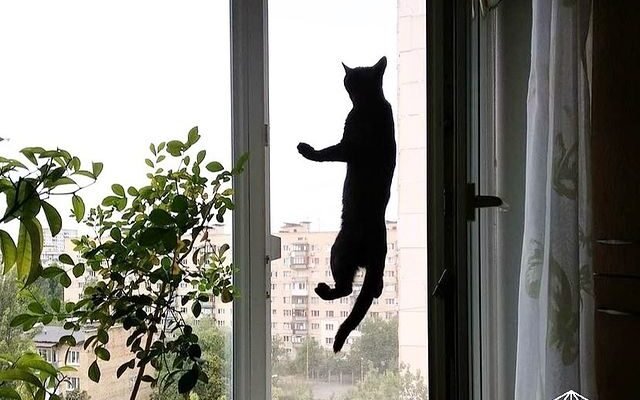 Надійні методи захисту вікон від допитливих котів: поради та рішення