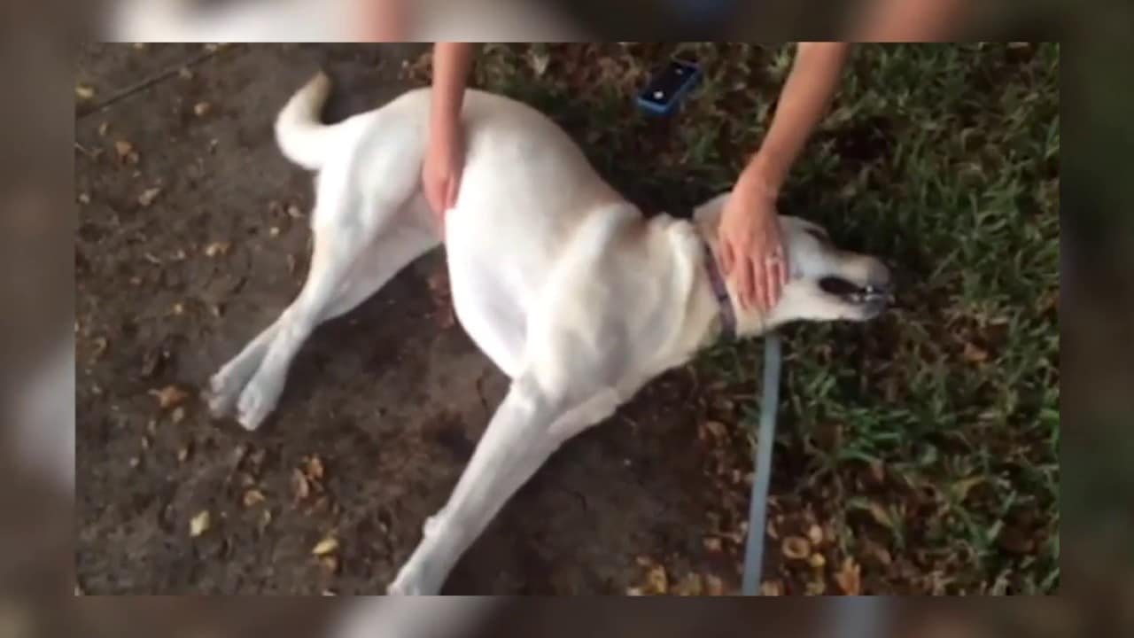 Ветпрепарати для собак | Ліки для собак | Зоомагазин BestPet