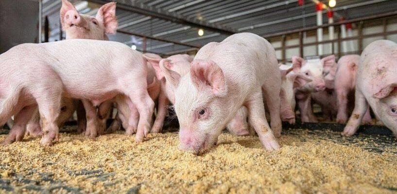 Оптимальні уколи для лікування проносу у поросят: ефективні рішення