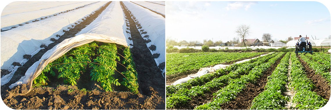 Як посадити картоплю під агроволокно: 2 простих способи ...