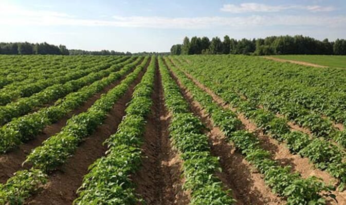 Оптимальні засоби: як кропити картоплю від бур’янів після посадки