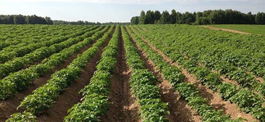 Оптимальні засоби: як кропити картоплю від бур’янів після посадки